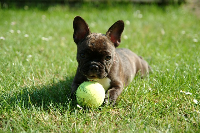 french bulldog lifespan