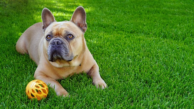 French Bulldog Lifespan: How Long Does a French Bulldog Live
