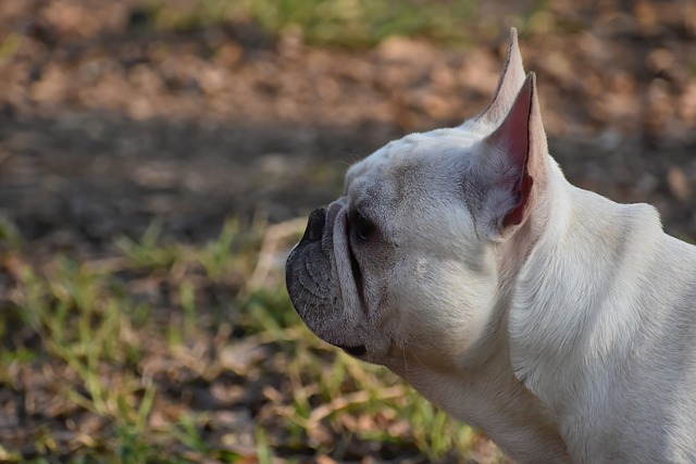 French Bulldog Lifespan: How Long Does a French Bulldog Live