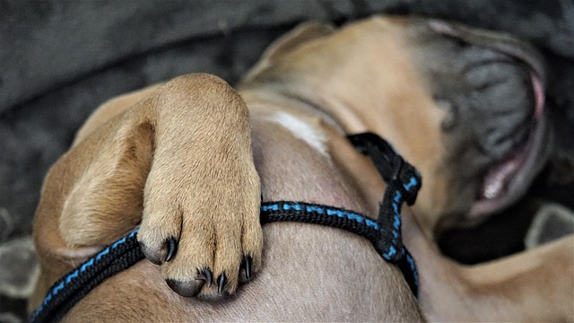 French Bulldog Lifespan: How Long Does a French Bulldog Live