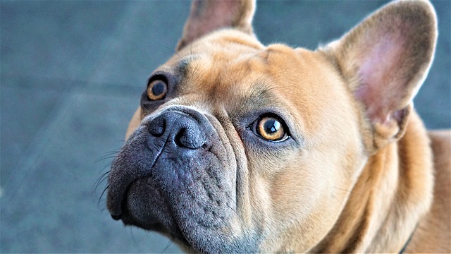 French Bulldog Lifespan: How Long Does a French Bulldog Live