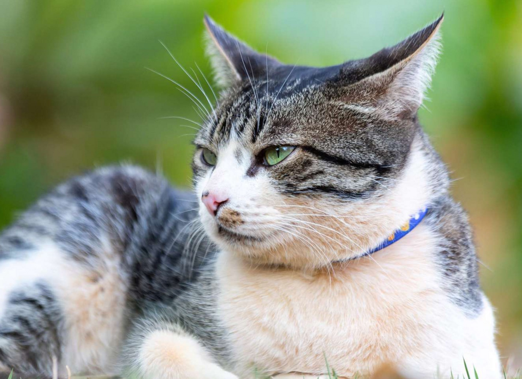 Keeping American Wirehair Cats Happy and Healthy