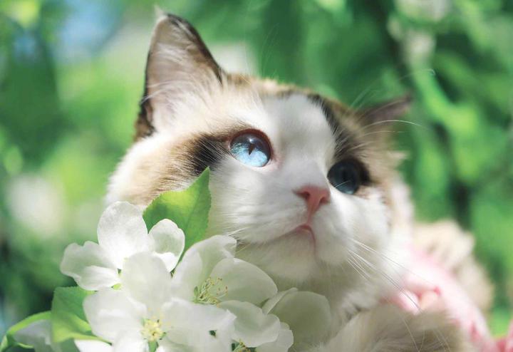 Are Orchids Toxic To Cats?