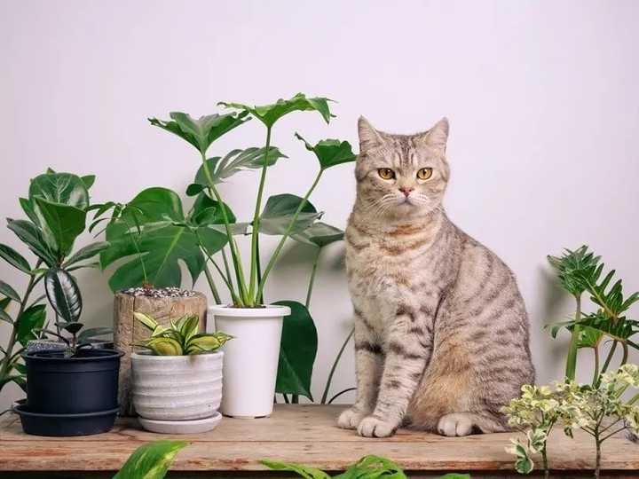 Are Orchids Toxic To Cats?