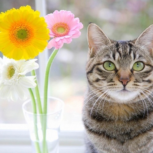 Are Orchids Toxic To Cats?