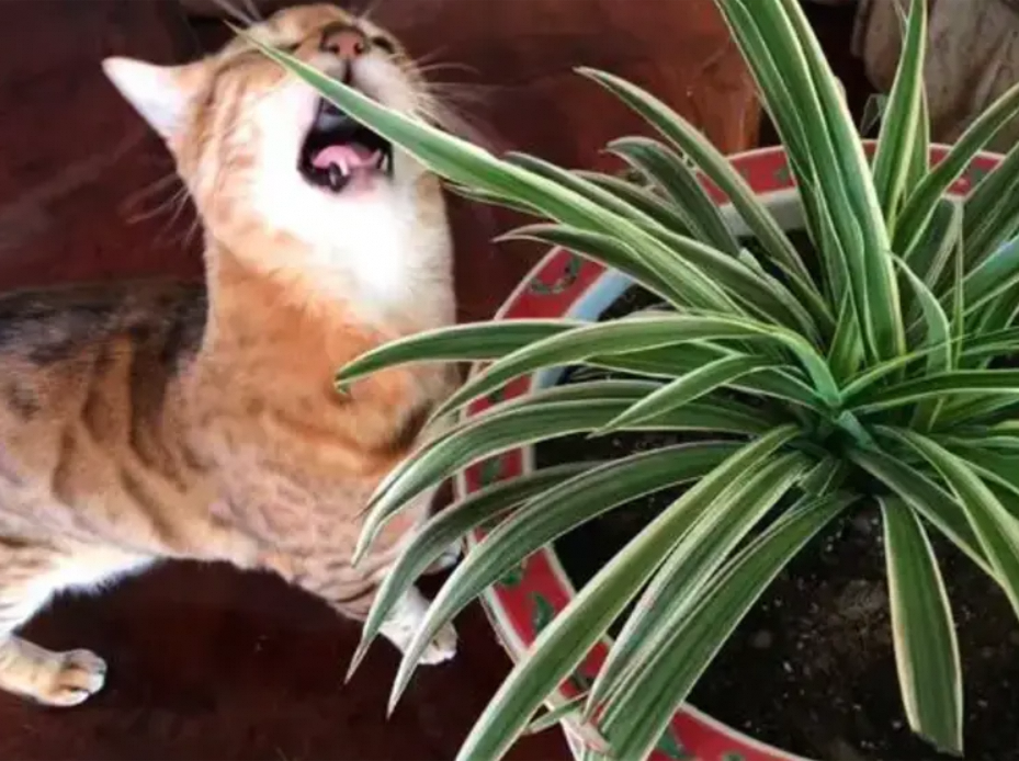 Are Orchids Toxic To Cats?