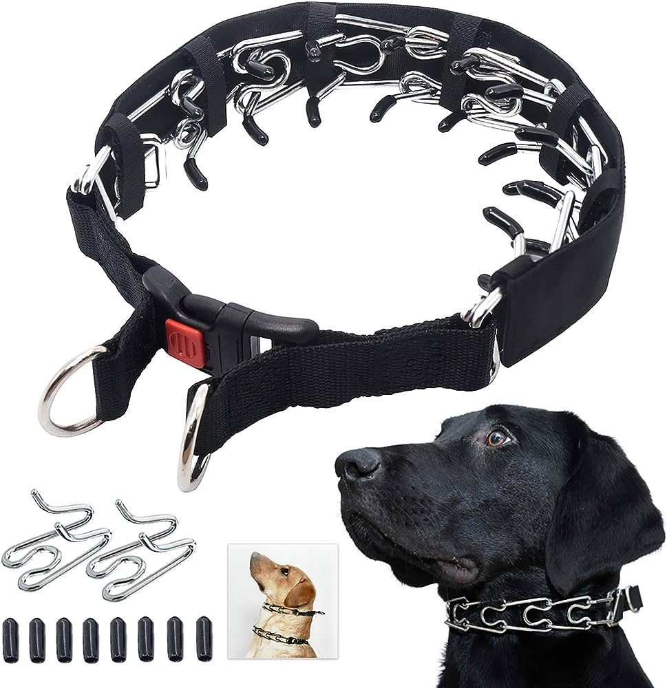 Prong Collars and Positive Training Methods: Finding the Right Balance