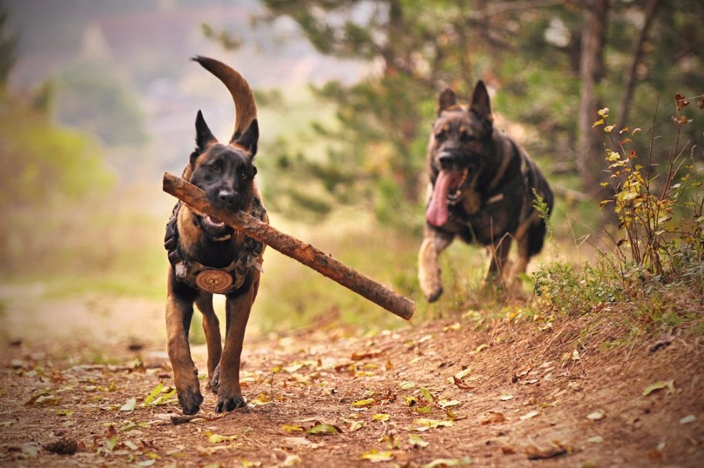 dogs fighting