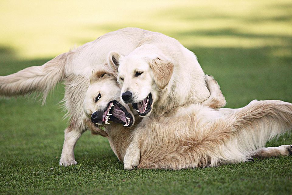 How to Break Up a Dog Fight Safely