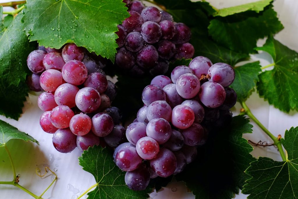 Can Dogs Eat Grapes?