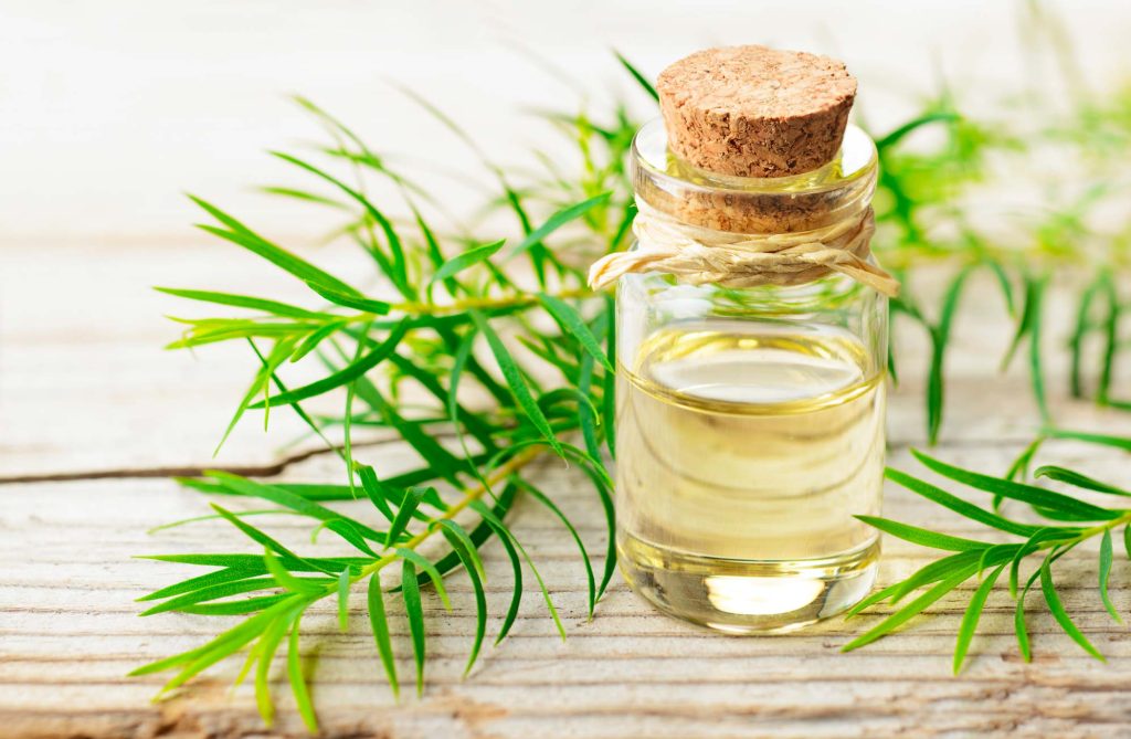 Is Tea Tree Oil Safe For Dogs?