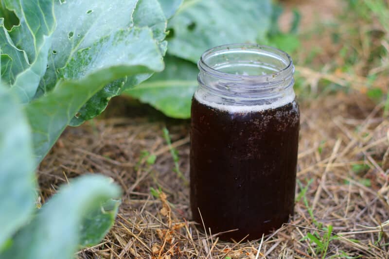 Compost Tea——Brewing Life for Your Garden插图1