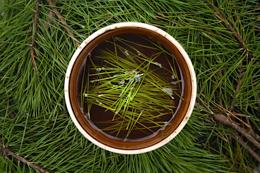 pine needle tea dangers