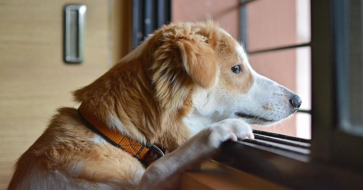 Pet Stress Tests: Understanding Stress in Animals and Utilizing Testing Methods to Ensure Their Well-being