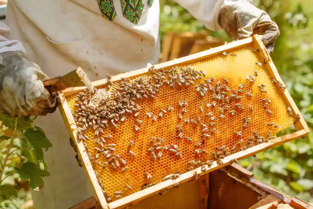 is beekeeping profitable
