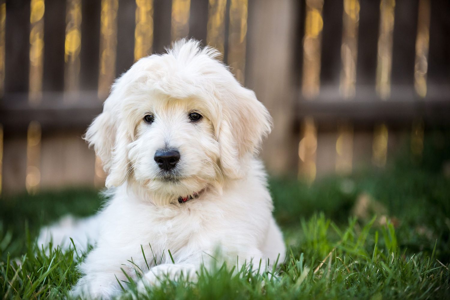 food names for dogs