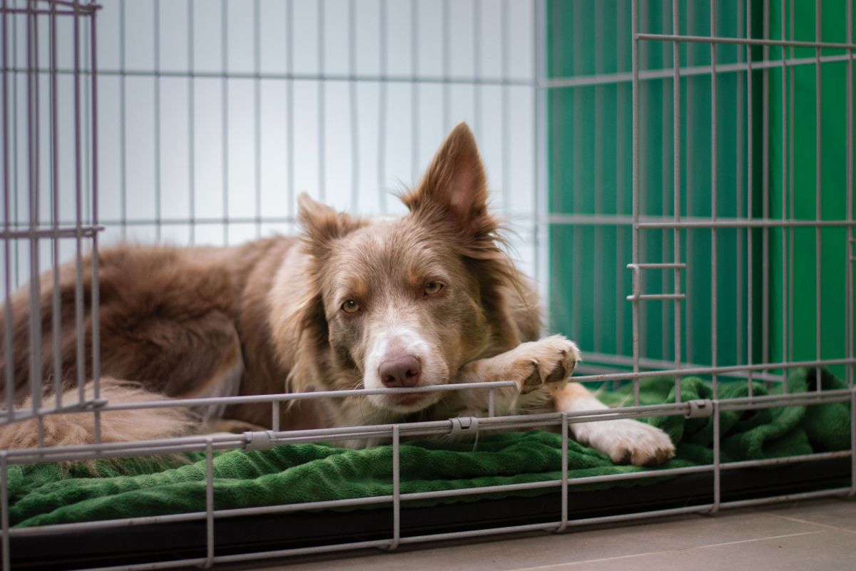 Considering Dog Board and Train: A Guide for Pet Owners