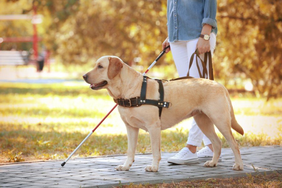 Training a Service Dog: Time dedication revealed