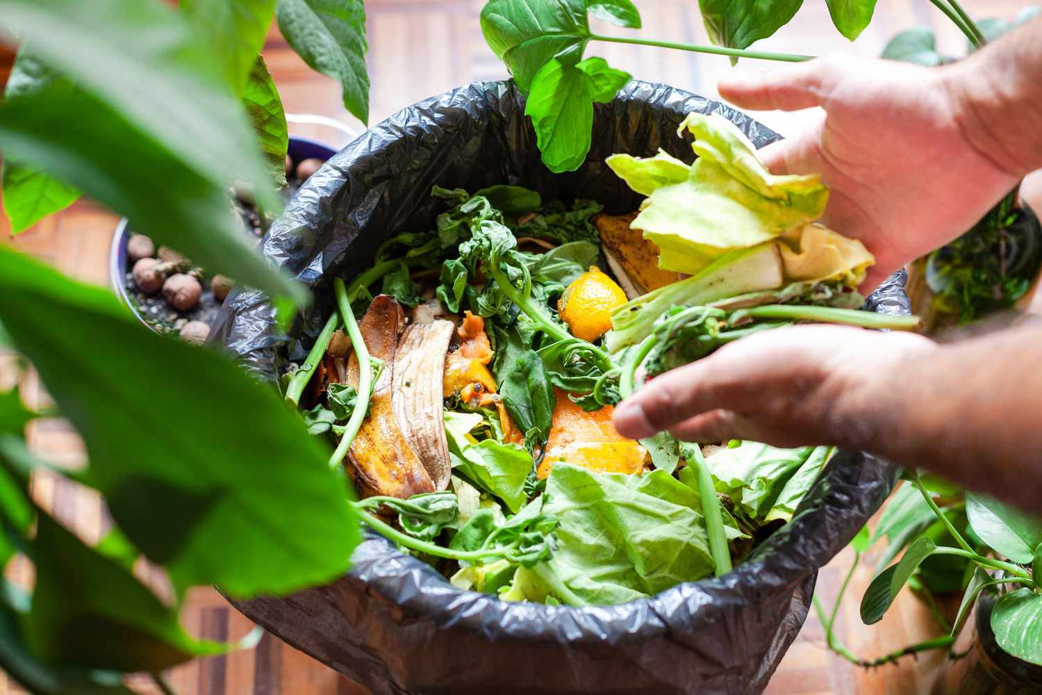 Compost Tea——Brewing Life for Your Garden