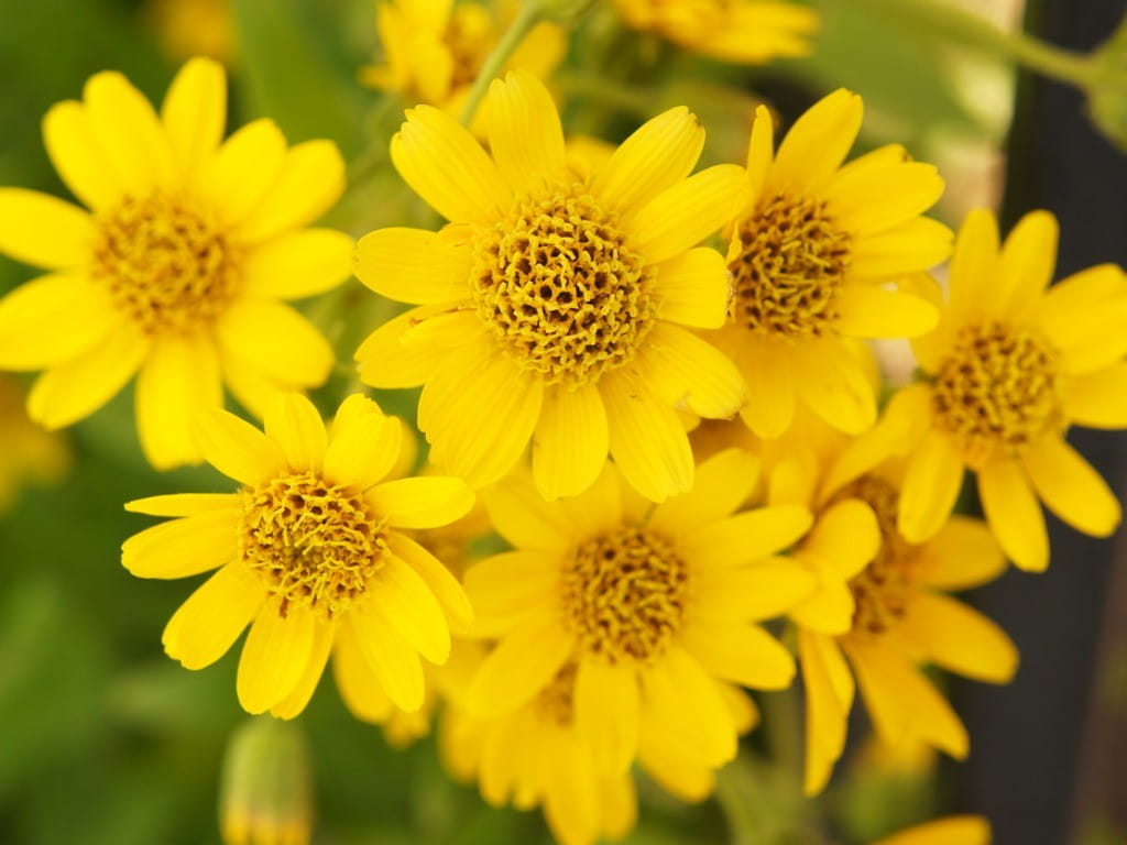 Is Arnica Tea a Magic Potion for Pain? Sorting Fact from Folklore插图