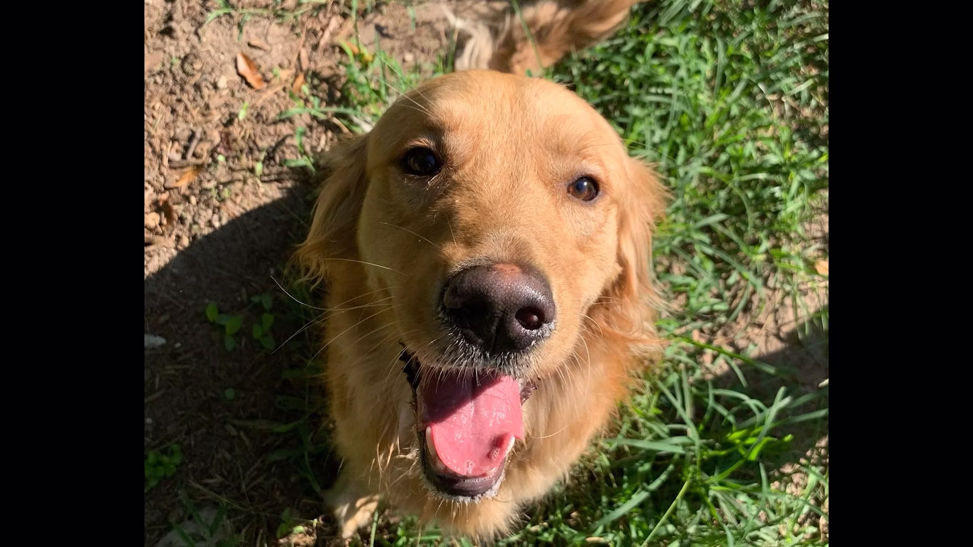 Guide to Dog Boarding in Tallahassee