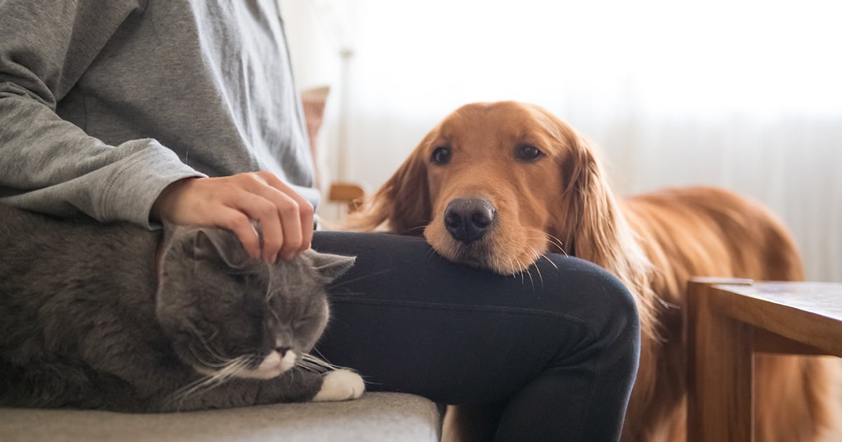 Pet Stress Tests: Understanding Stress in Animals and Utilizing Testing Methods to Ensure Their Well-being