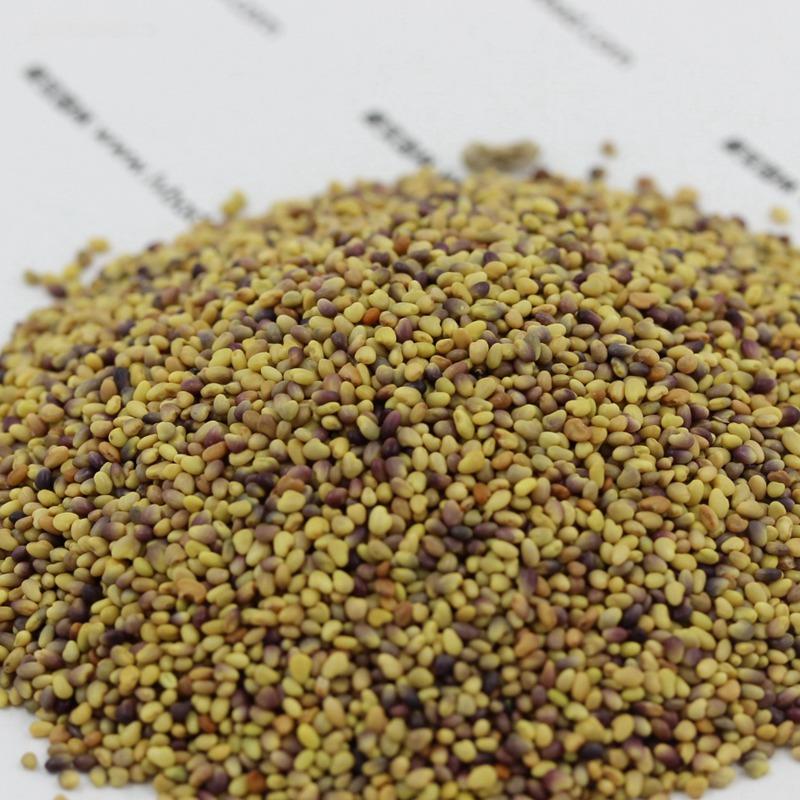 Step-by-Step Guide to Planting Grass Seed on Existing Turf