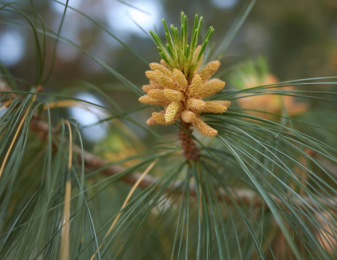 pine needle tea dangers