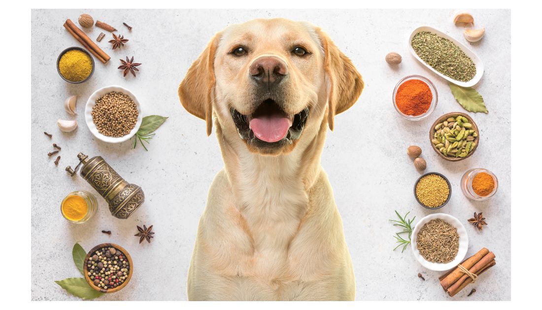 food names for dogs