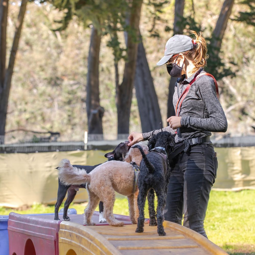 Considering Dog Training Boarding School: A Guide