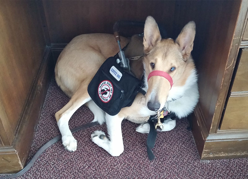 Training a Service Dog: Time dedication revealed