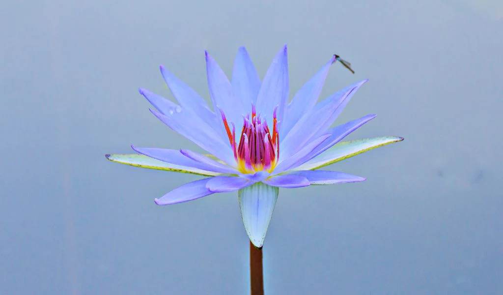 Unveiling the Mystery: Blue Lotus Tea and Its Effects插图