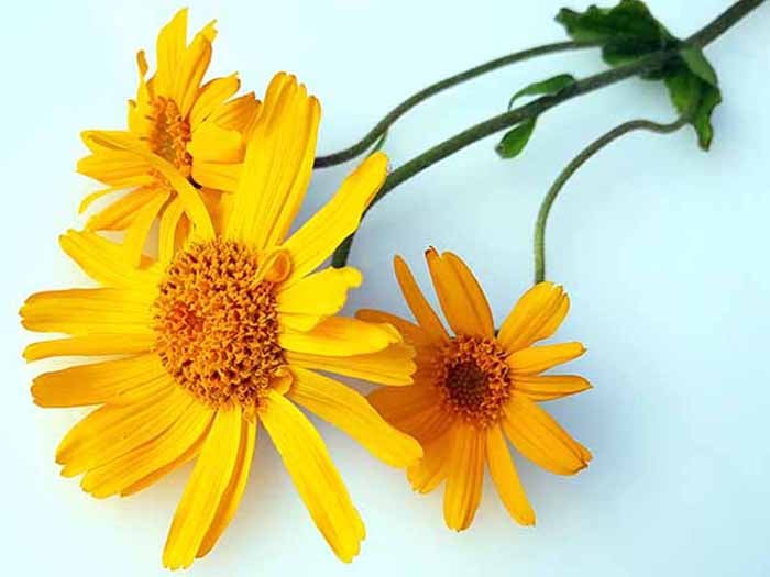 Is Arnica Tea a Magic Potion for Pain? Sorting Fact from Folklore插图1
