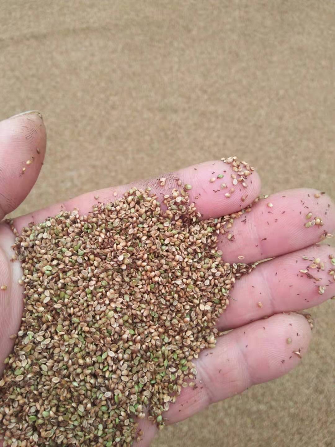 how to plant grass seed on existing lawn
