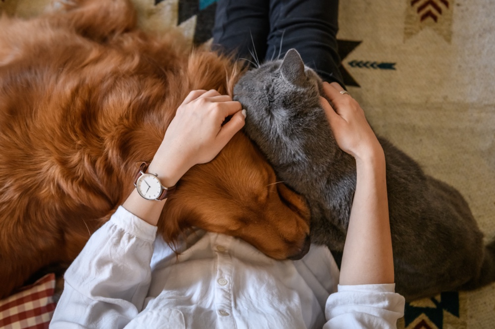 Finding Your Furry Friend's Perfect Home: Pet-Friendly Apartments for Rent Near Me