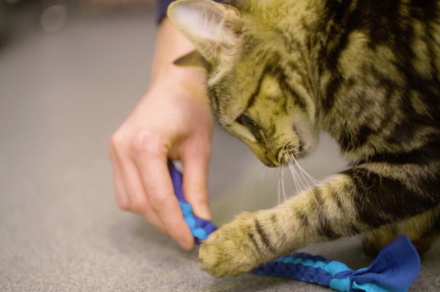 DIY Cat Toys: Crafting Enriching Play Experiences for Feline Companions