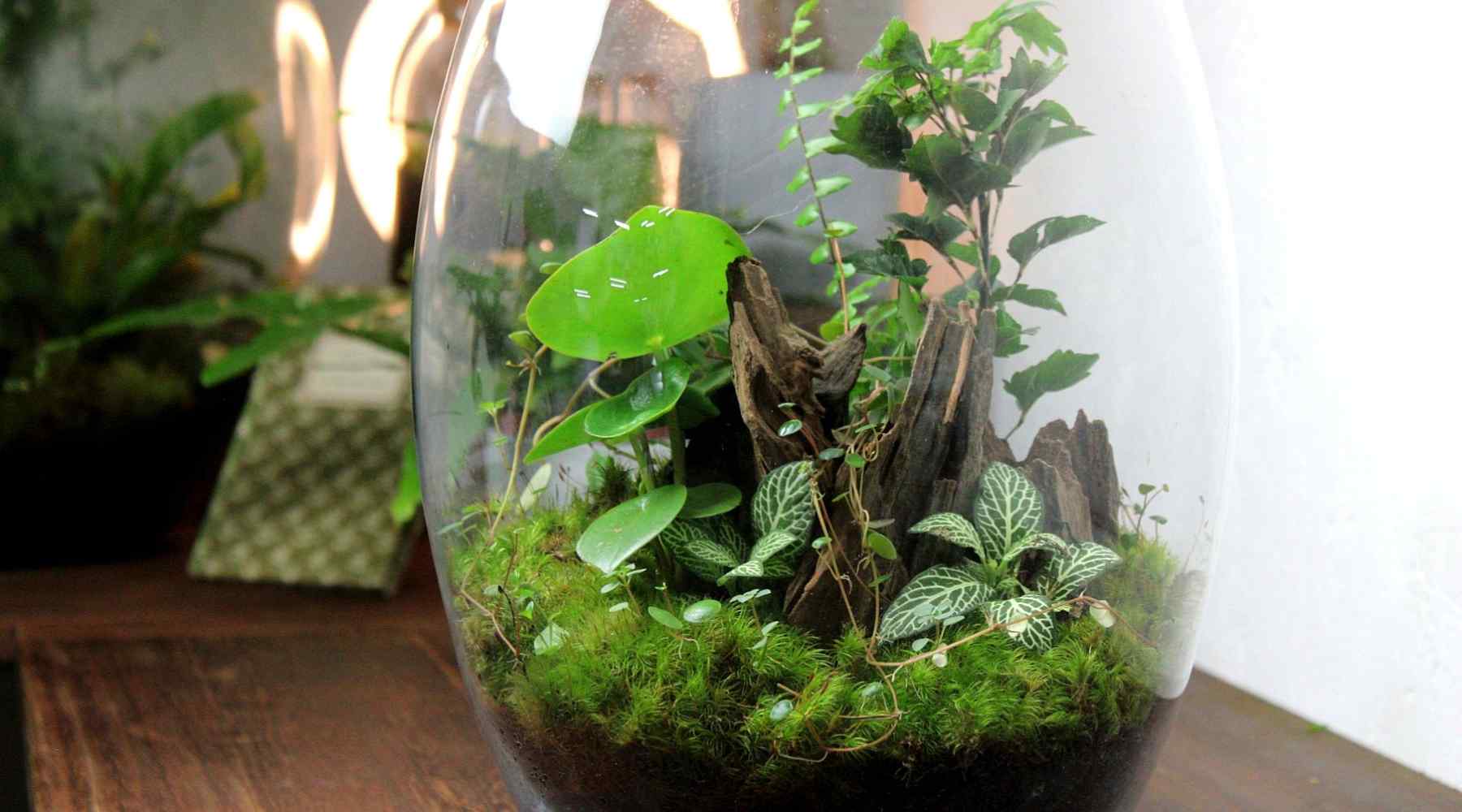 terrariums for beginners