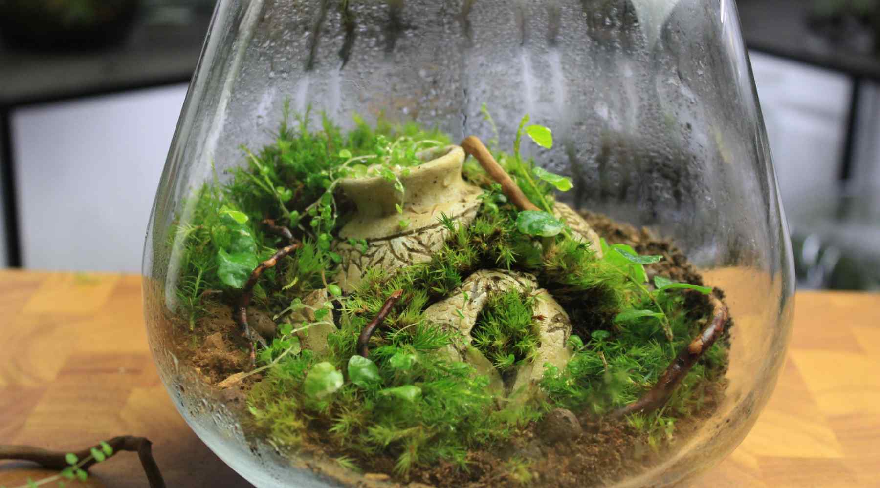 Terrariums: A Beginner's Guide to Creating and Maintaining Your own Miniature Ecosystem