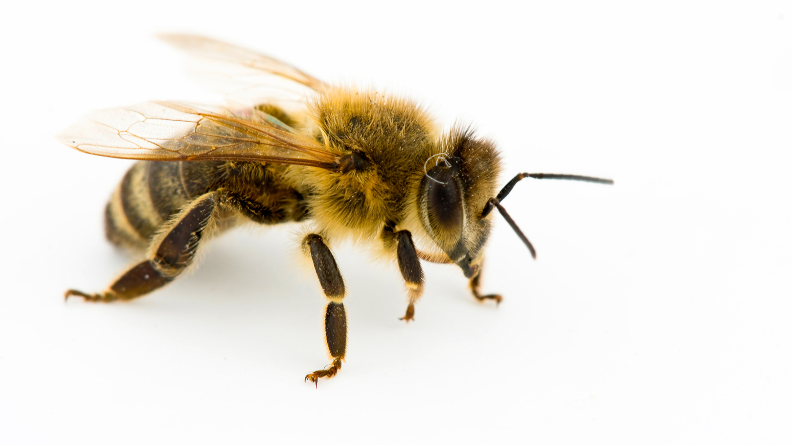 is beekeeping hard