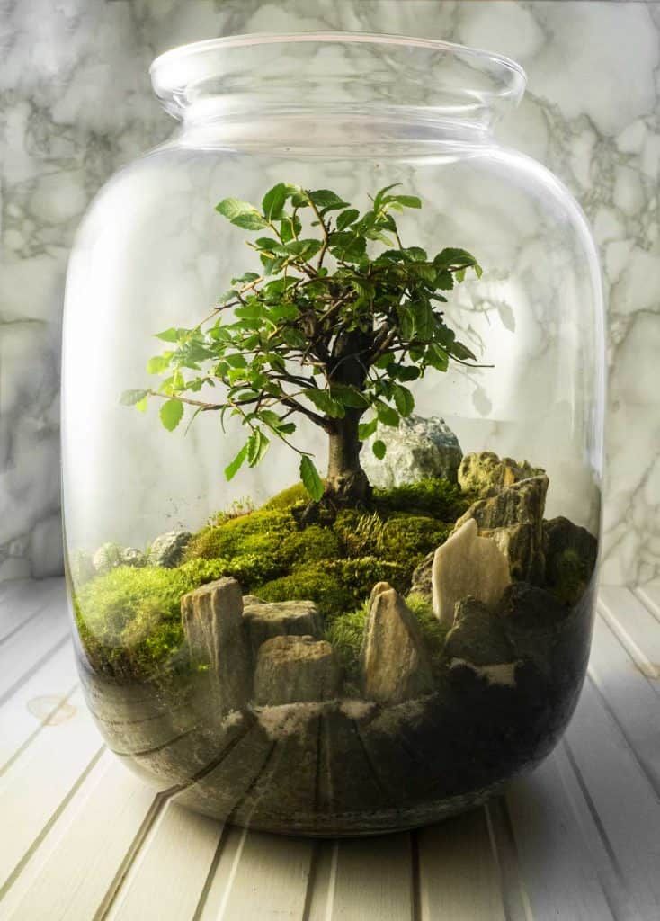 Terrariums: A Beginner's Guide to Creating and Maintaining Your own Miniature Ecosystem