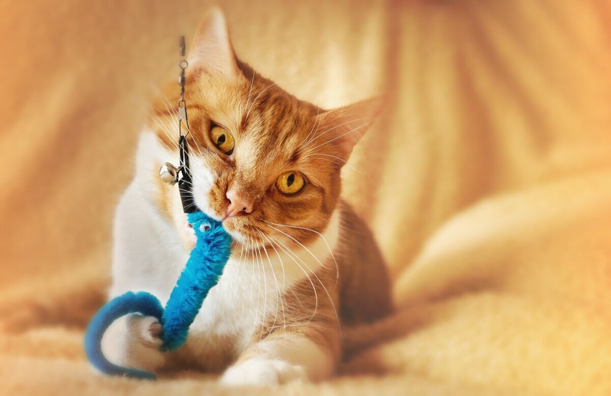 DIY Cat Toys: Crafting Enriching Play Experiences for Feline Companions