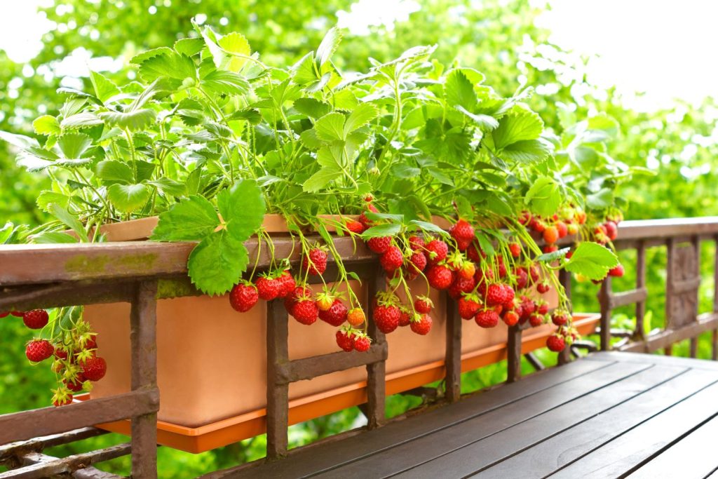 Vertical Gardening: Cultivating Strawberries in Hanging Baskets for Creative Urban Space