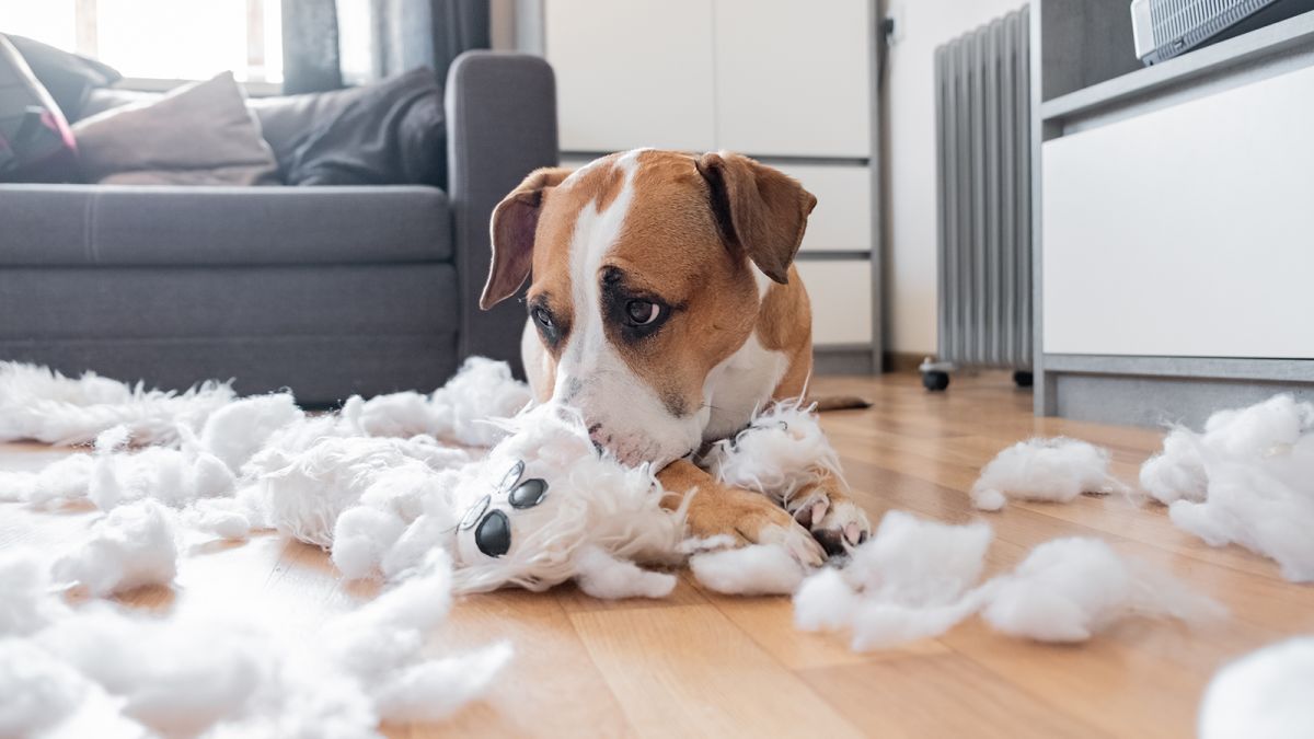 Pet Stress Tests: Understanding Stress in Animals and Utilizing Testing Methods to Ensure Their Well-being