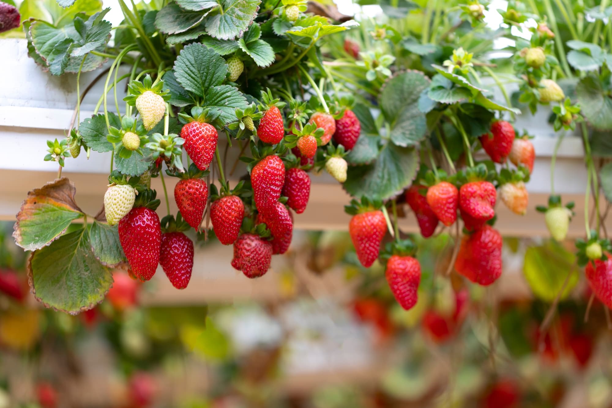 Vertical Gardening: Cultivating Strawberries in Hanging Baskets for Creative Urban Space