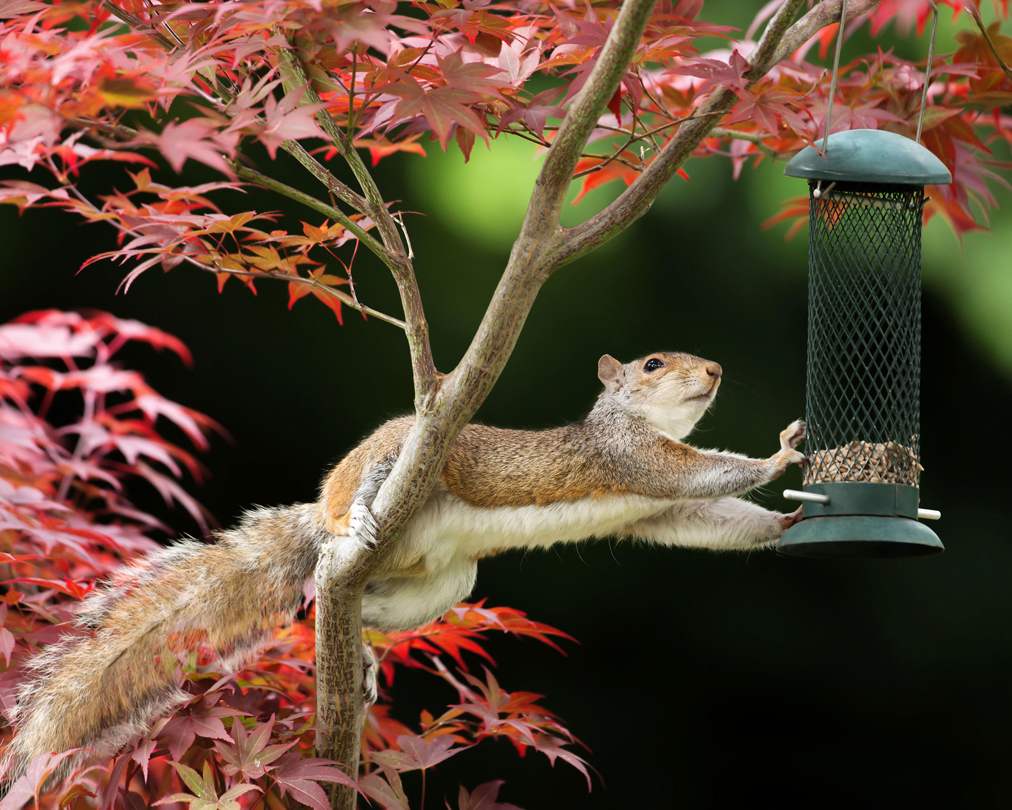 Safeguarding Container Gardens: Effective Squirrel Deterrence Techniques for Ethical and Humane Protection