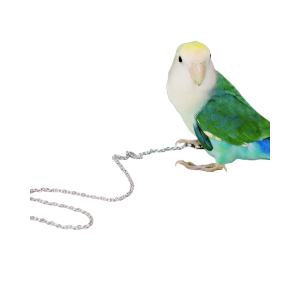 Essential Bird Accessories Outdoor for Bird Lovers