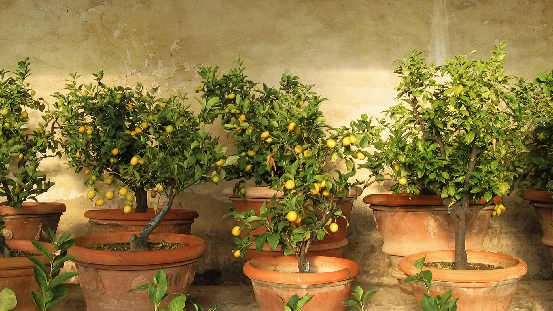 Lemon Seed Germination for a Zesty Home Garden