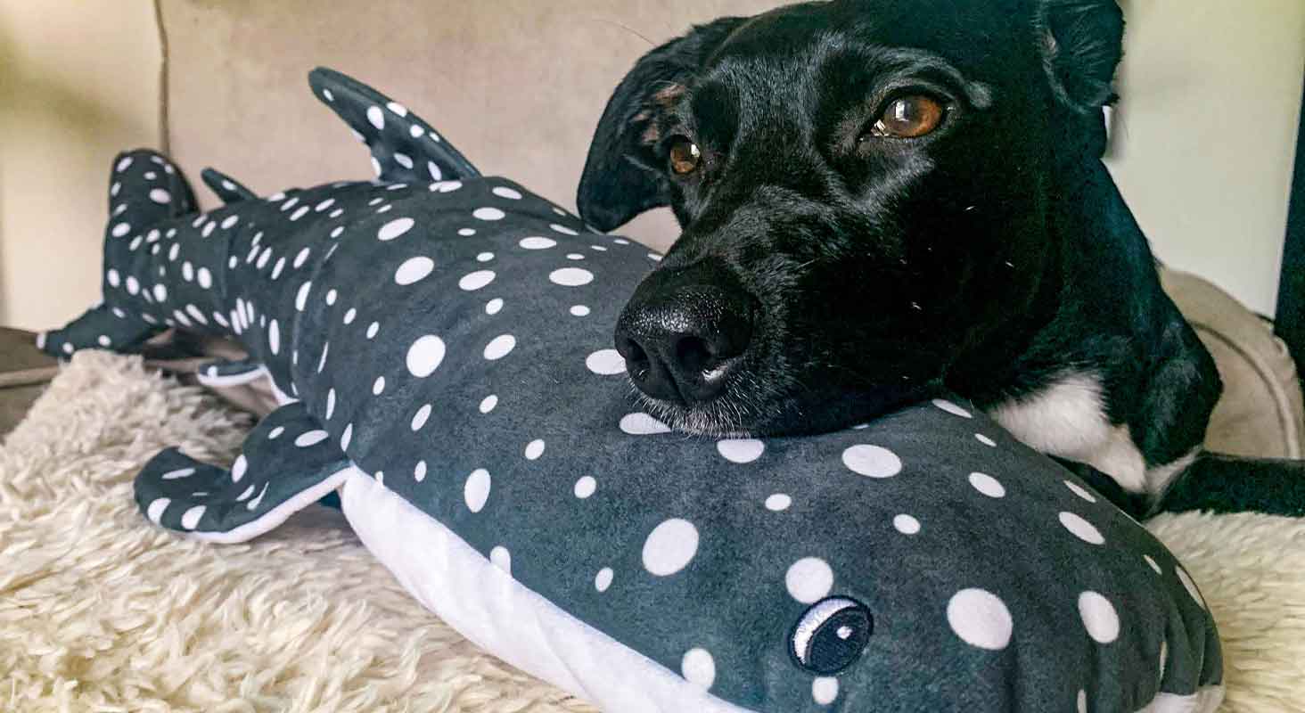 Selection of Large Dog Toys for Active Pups