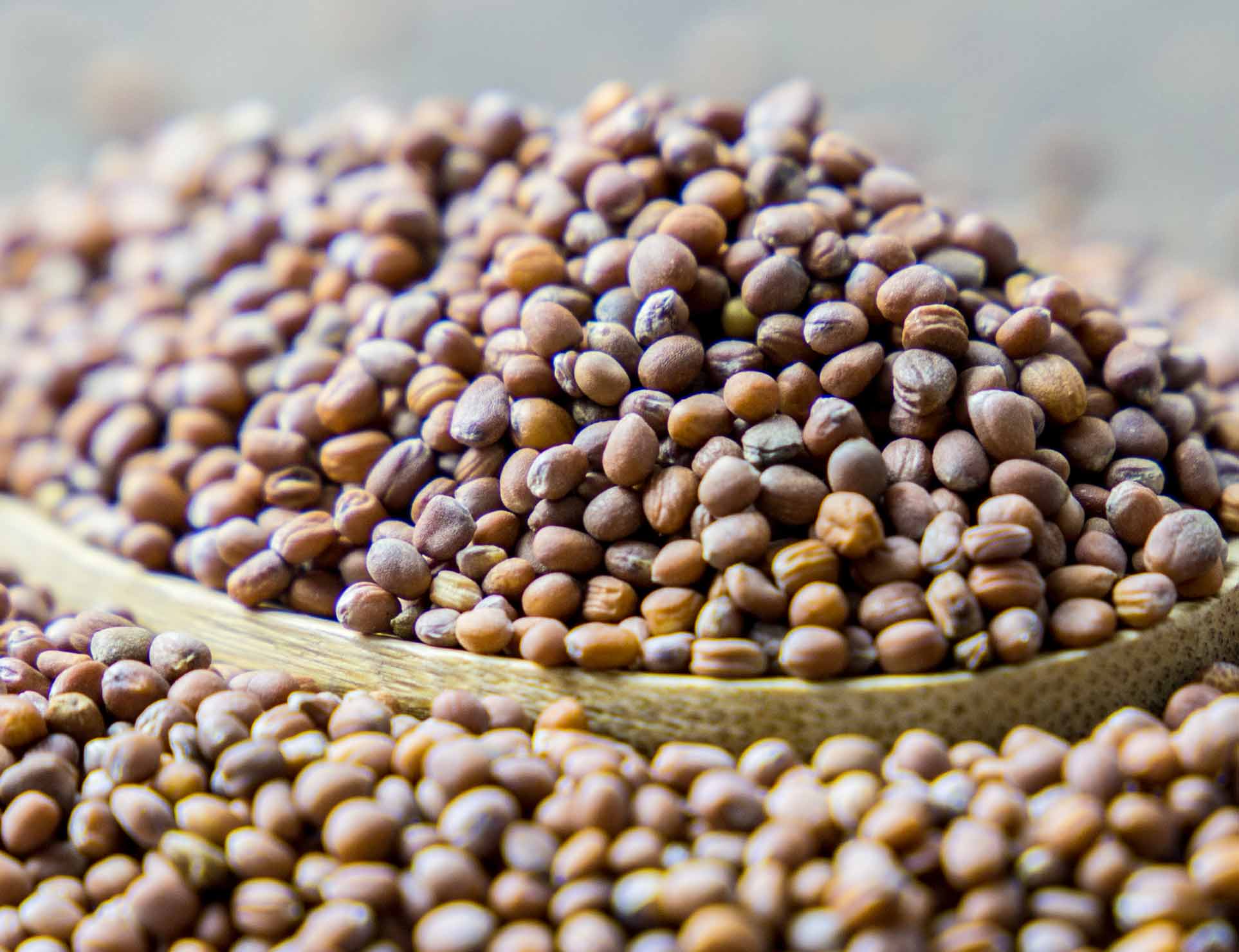 radish seed