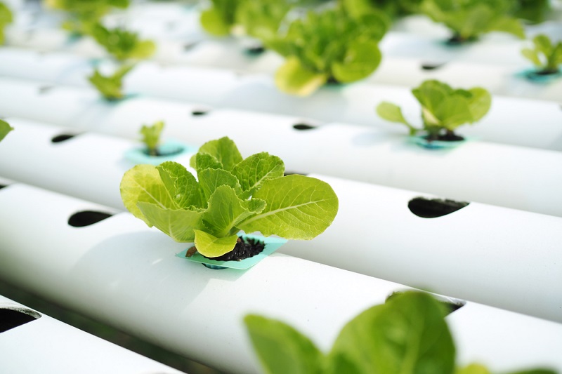 Top-rated hydroponic boxes for small spaces